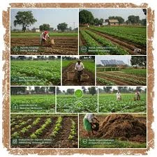 Common Organic Farming Practices and  Techniques
