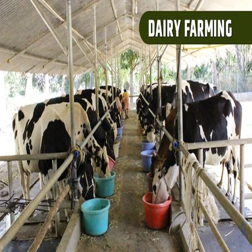 Dairy & Animal Farming