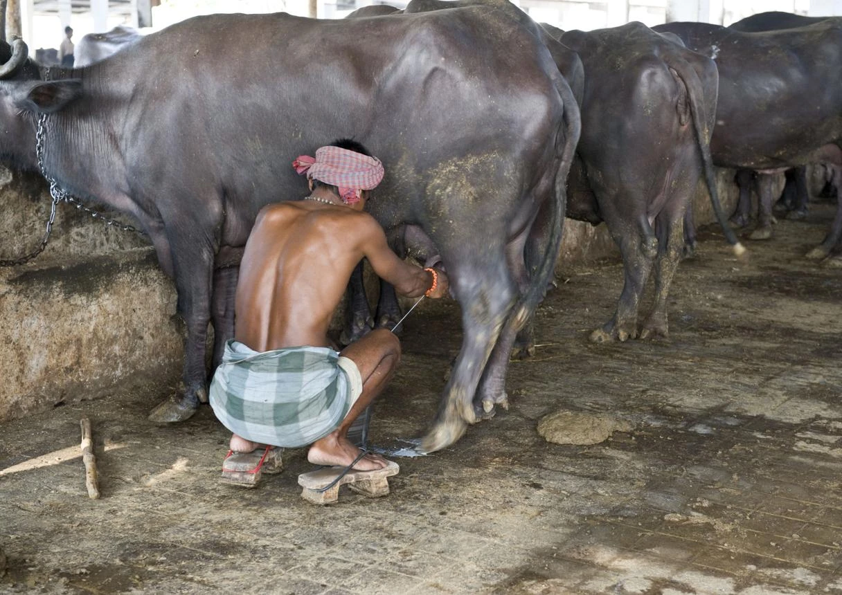 🐄 Dairy & Animal Farming